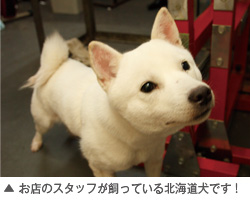 お店のスタッフが飼っている北海道犬です！