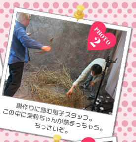 巣作りに励む男子スタッフ。<br />この中に茉莉ちゃんが納まっちゃう。<br />ちっさいぞ。