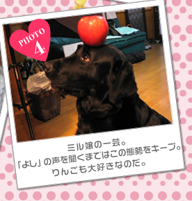 ミル嬢の一芸。<br />「よし」の声を聞くまではこの態勢をキープ。<br />りんごも大好きなのだ。