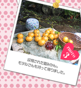 収穫された夏みかん。<br />モデルさんも持って帰りました。