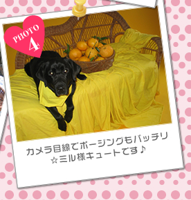 カメラ目線でポージングもバッチリ☆<br />ミル様キュートです♪