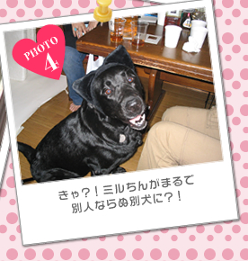 きゃ？！ミルちんがまるで別人ならぬ別犬に?！