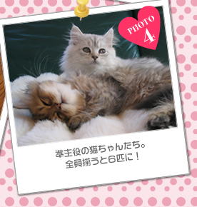 準主役の猫ちゃんたち。全員揃うと6匹に!