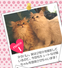 ネタバレ。実は2号分を撮影しているので、今回もキュートな仔猫ちゃんを登場させちゃいます！