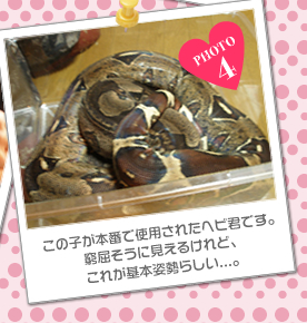 この子が本番で使用されたヘビ君です。窮屈そうに見えるけれど、これが基本姿勢らしいノ。