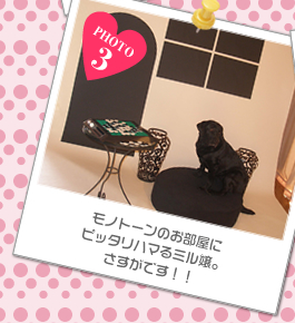 モノトーンのお部屋にピッタリハマるミル嬢。さすがです!!