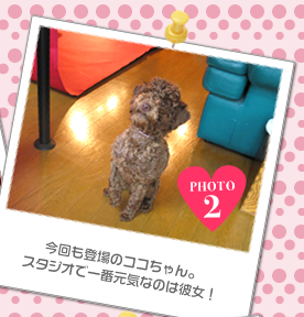 今回も登場のココちゃん。スタジオで一番元気なのは彼女!