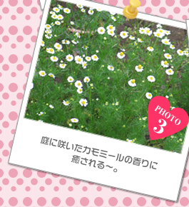 庭に咲いたカモミールの香りに癒される～。