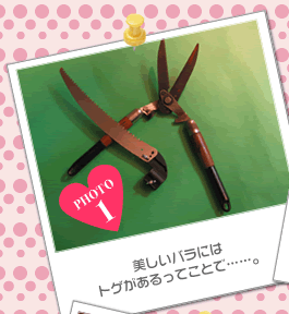 美しいバラにはトゲがあるってことで……。
