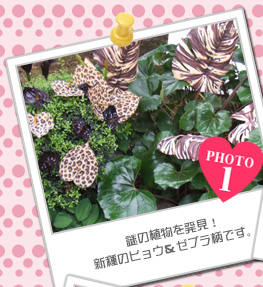 謎の植物を発見！　新種のヒョウ&ゼブラ柄です。