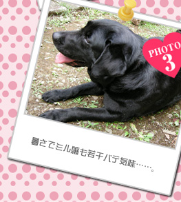 暑さでミル嬢も若干バテ気味……。。