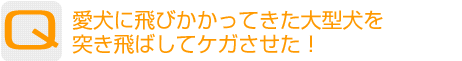 Question：愛犬に飛びかかってきた大型犬を突き飛ばしてケガさせた!