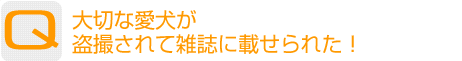 Question：大切な愛犬が盗撮されて雑誌に載せられた!