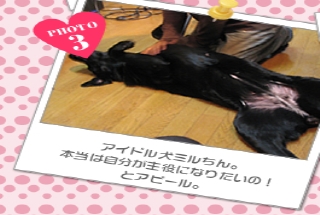 アイドル犬ミルちん。<br />本当は自分が主役になりたいの!<br />とアピール。
