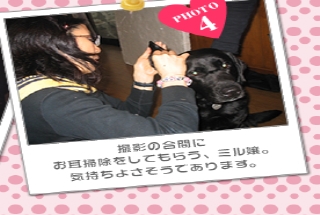撮影の合間に<br />お耳掃除をしてもらう、ミル嬢。<br />気持ちよさそうであります。