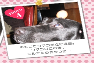 おでこでタマゴ倒立に挑戦。タマゴはこの後、ミルたんのおやつに…
