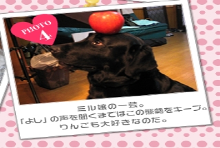 ミル嬢の一芸。<br />「よし」の声を聞くまではこの態勢をキープ。<br />りんごも大好きなのだ。