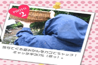 落ちてくる夏みかんをカゴでキャッチ！<br />キャッチ率30%（低っ)。