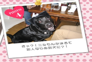 きゃ？！ミルちんがまるで別人ならぬ別犬に?！