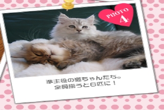 準主役の猫ちゃんたち。全員揃うと6匹に!