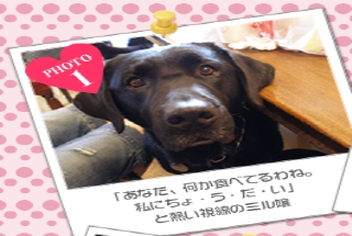 「あなた、何か食べてるわね。私にちょ・う・だ・い」と熱い視線のミル嬢"