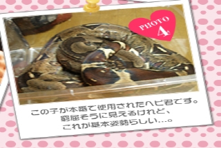この子が本番で使用されたヘビ君です。窮屈そうに見えるけれど、これが基本姿勢らしいノ。