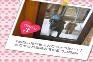 「あたしたちも入れてちょうだい！」ふてくされ気味のミル&ココ姉妹。