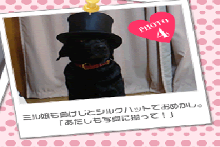 ミル嬢も負けじとシルクハットでおめかし。「あたしも写真に撮って!」