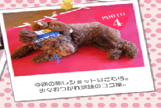 今回の癒しショットはこちら。少々おつかれ気味のココ嬢。