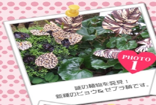 謎の植物を発見！　新種のヒョウ&ゼブラ柄です。