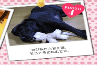 遊び疲れたミル嬢。そろそろおねむです。