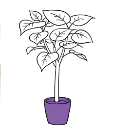 レッド